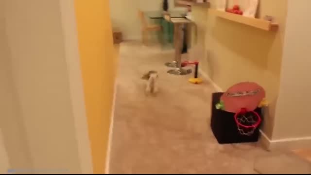 Animals Reunited With Owner After Years !