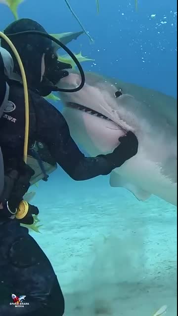 Tiger Shark trying to get the hook out or loosen it… please remove hooks! #shark #sharks