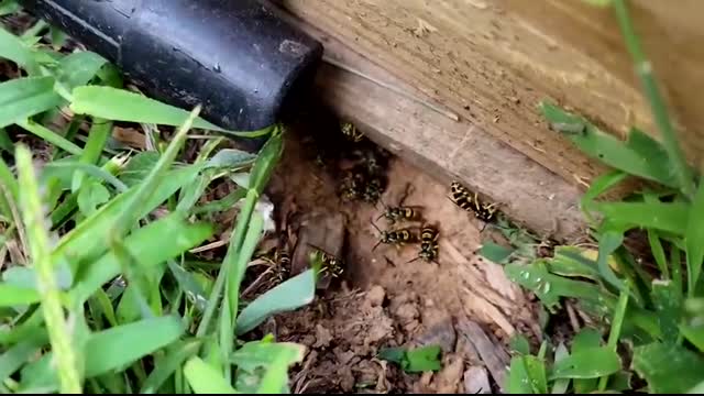 5,000 Yellow Jackets UNDERGROUND! Wasp Nest Removals