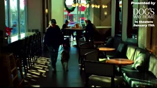 Military Dog Is SO Happy To Finally Be Home With His Dad   The Dodo Reunited