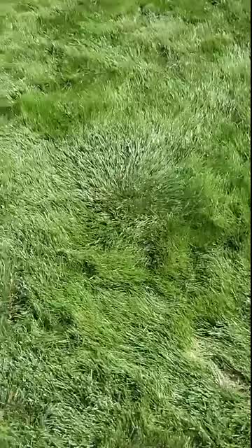 A drone delivered my food!