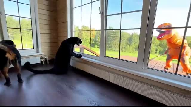 Luna the panther's reaction to a dinosaur ????(ENG SUB)