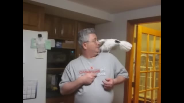 Baby the ultimate swearing Umbrella Cockatoo