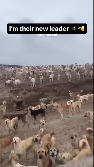 I Joined Their Pack ??