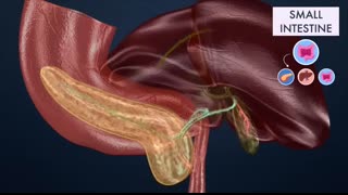 How the Digestive System Works   3D Animation