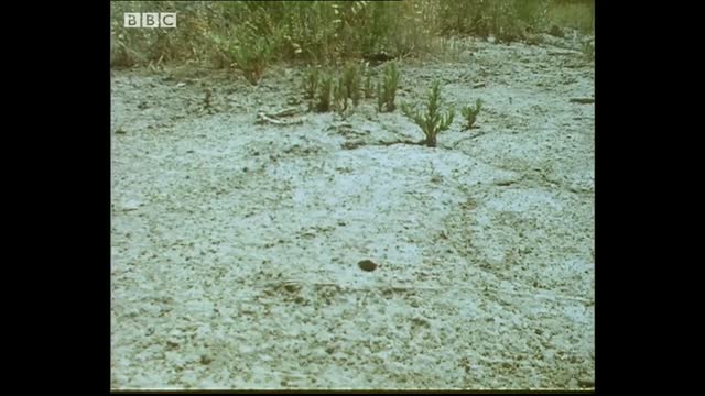 These Caterpillars Never Stood a Chance Against the Bodysnatcher Wasp   Trials Of Life   BBC Earth