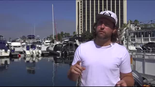 Dolphin video captured off San Diego coast goes viral