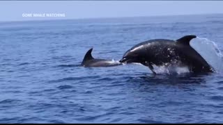 Dolphin video captured off San Diego coast goes viral
