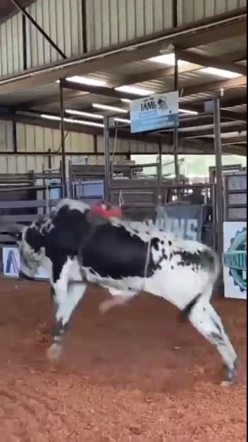 TOURINHO NO ROBÔ COWBOY MÁQUINA DE PULOS ?