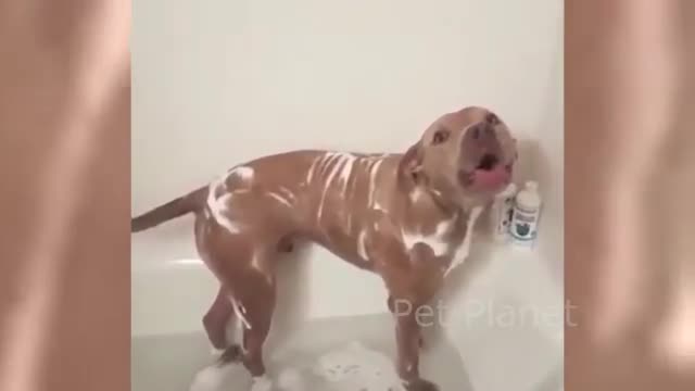 Funny Pitbull Compilation    Best Funny Pitbull Videos