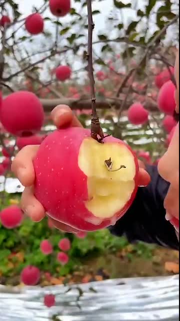 Very sweet apple - Eating apple at the farm