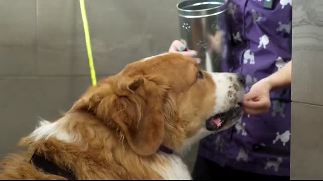 I Tried To Bathe A MASSIVE Scaredy Cat And This Happened...   Great Pyrenees & Bernese Mountain Dog