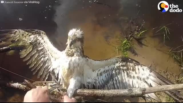 This Hawk Looks Right At His Rescuer As He Frees Him   The Dodo