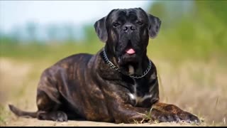 Cane Corso   Italian Mastiff Dogs 101 Everything You Need To Know - Is It the Right Dog for You