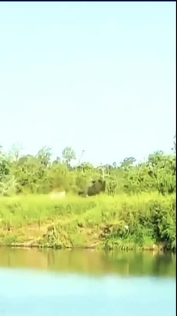 Heart-Stopping Moment Lion vs. Wildebeest in a Battle for Survival