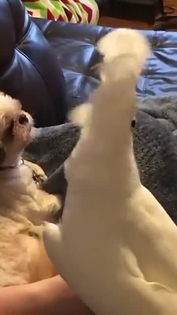 Cockatoo tells dog about his day adds a few cuss words!