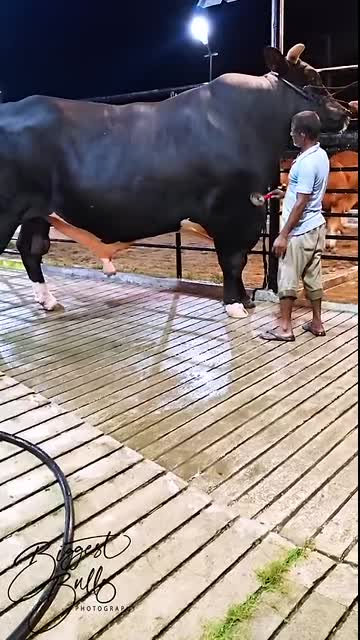 Gigantic Holstein Friesian bull getting his coat combed