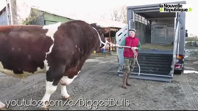 Heaviest Bull In The World   1950kg Bull named Fetard   Rouge des Pres breed