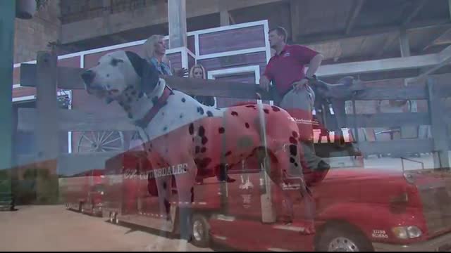 Behind the scenes with The Budweiser Clydesdales 2013