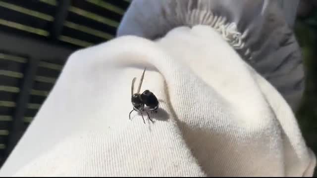 Gorilla glue spray adhesive vs huge hornet nest amazing results must see!!