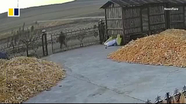 Chinese villager narrowly escapes wild tiger attack