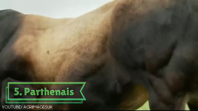 10 Biggest Bulls in the World