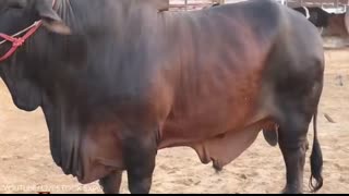 10 Biggest Bulls in the World