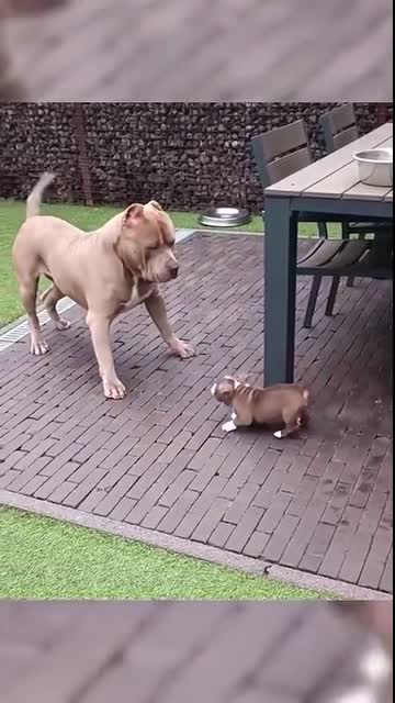 Micro-Bully Puppy playing with his Mom #shorts #puppy #bullybreed #americanbully #dog