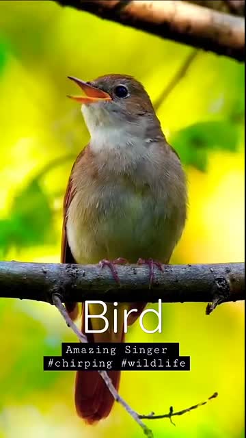 Singing nightingale    The best bird song   #shorts #birds