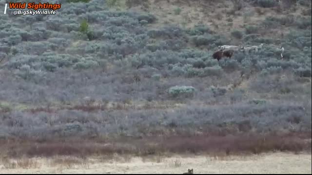 Six Wolves Take Down a Grizzly's Meal in Seconds