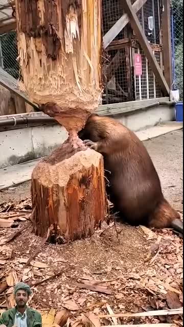 نشاط القندس مع الجذور نتائج غير متوقعة#shorts