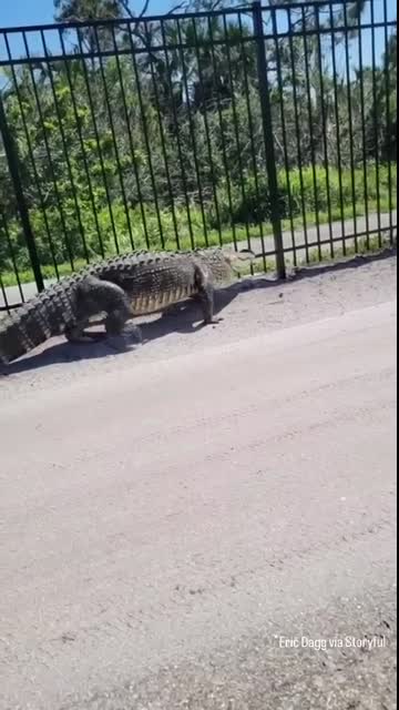Giant alligator bends metal fence while forcing its way through