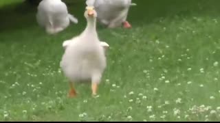 Animals Reunited With Their Owners After Years!