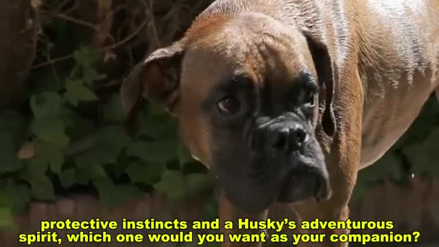 Top 10 Most Popular Dog Breeds in 2026 Loved Worldwide