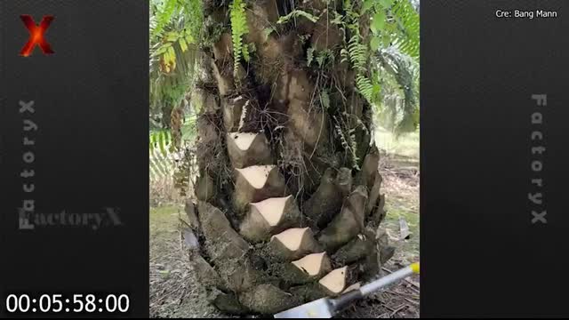 Most Satisfying Videos Of Workers Doing Their Job Perfectly #32   Factory X