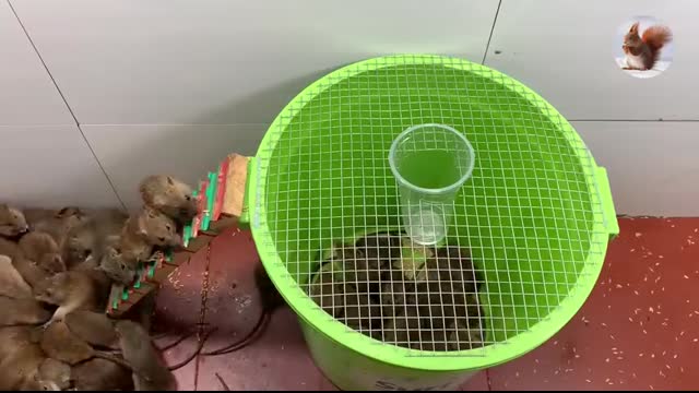 mouse trap   electric mousetrap   water mouse trap   Make a mouse trap with a plastic box