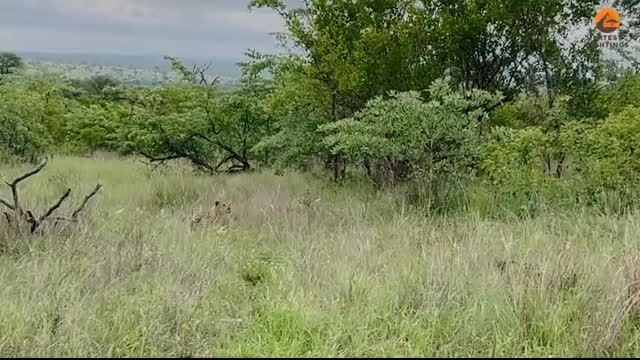 Leopard Paralyzes Wild Dog as Pack Fights Back