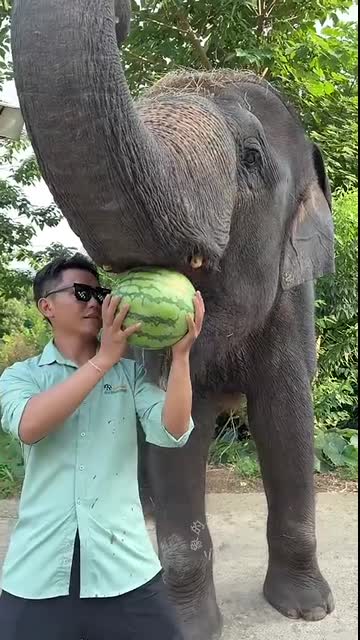 How do elephants eat watermelons