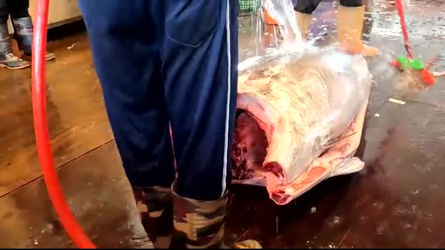 How He Cuts This 478kg GIANT Bluefin Tuna Will Blow Your Mind #MonsterTuna
