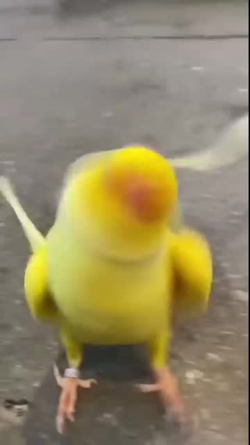 Funniest Parrots & Cutest Birds Compilation ???#shorts #funny