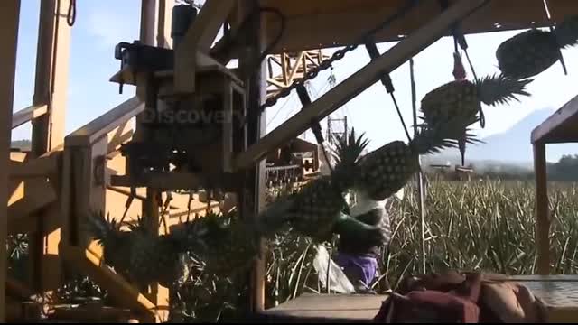 How American Farmers Harvest Thousands Of Tons Of Fruits And Vegetables #2