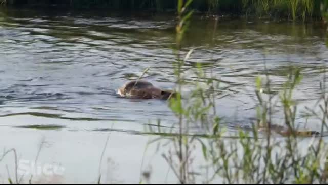 How Do Beavers Build a Dam   SLICE