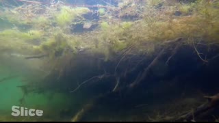 How Do Beavers Build a Dam   SLICE