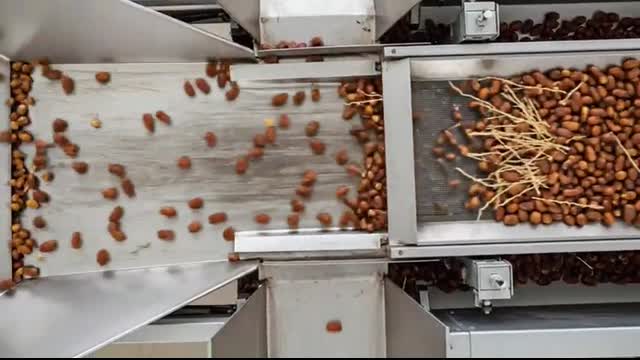 Inside a Modern Dates Factory Watch How Millions of Dates Are Processed to Perfection