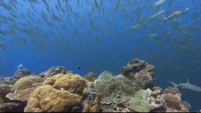 All About Fish   Learn the characteristics and facts about fish   Science Lesson