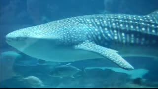 All About Fish   Learn the characteristics and facts about fish   Science Lesson