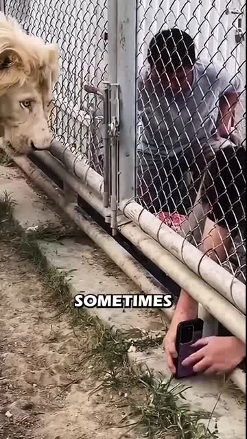 A Lion's Response to Rule-Breaking