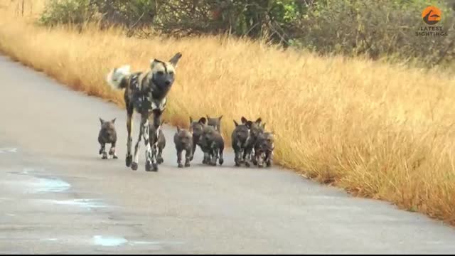 Lions Come Across Wild Dog Puppies Busy Moving Dens