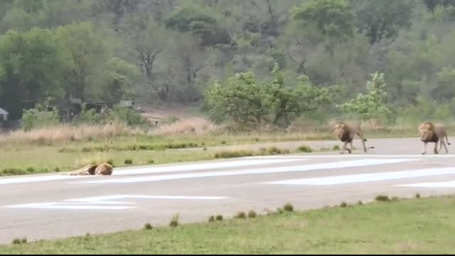 INTENSE lion fight! 2 vs 1