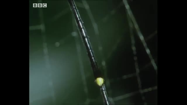 Tiny Spider Steals From Giant Spider   Trials Of Life   BBC Earth
